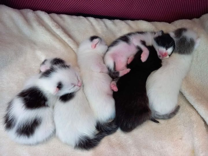 tiny newborn kittens, cuddle puddle